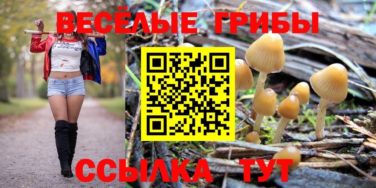 Псилоцибиновые грибы Psilocybe Санкт-Петербург